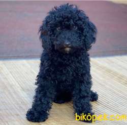 Black Toy Poodle Oğlum Sizlerle 3