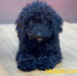 Black Toy Poodle Oğlum Sizlerle 1
