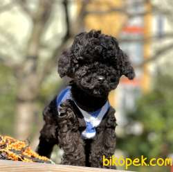 Black Toy Poodle Yavrular 3