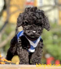 Black Toy Poodle Yavrular 2