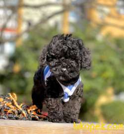 Black Toy Poodle Yavrular 4