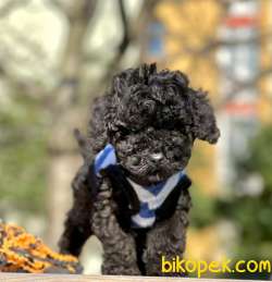 Black Toy Poodle Yavrular 1