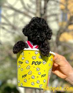 Black Toy Poodle Yavrular 2