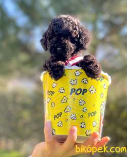 Black Toy Poodle Yavrular 4