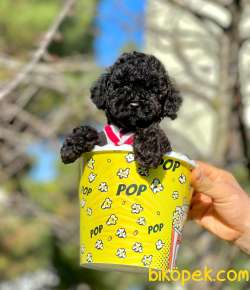 Black Toy Poodle Yavrular 3