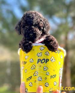 Black Toy Poodle Yavrular 1