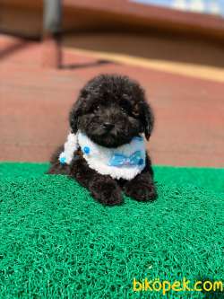 Black Toy Poodle Yavrular 1