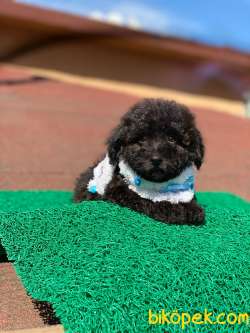 Black Toy Poodle Yavrular 4