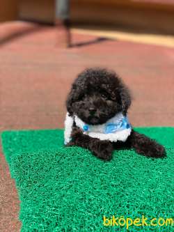 Black Toy Poodle Yavrular 2