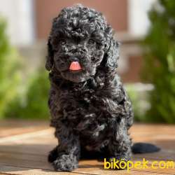 Black Toy Poodle Yavrumuz  1