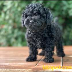 Black Toy Poodle Yavrumuz  2