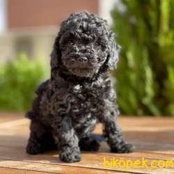 Black Toy Poodle Yavrumuz  3