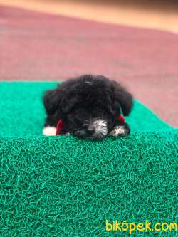 Black Toy Poodle Yavrumuz Rolex 3
