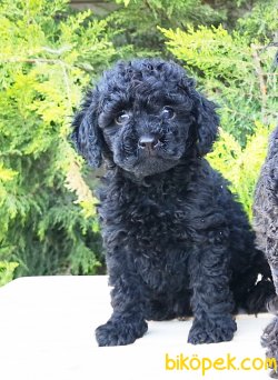 Black Toy Poodle Yavrusu XS 2