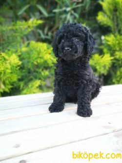 Black Toy Poodle Yavrusu XS 3