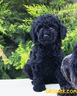 Black Toy Poodle Yavrusu XS 1