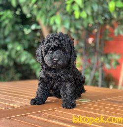 Black Yavrumuz 3