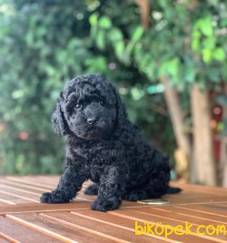 Black Yavrumuz 2