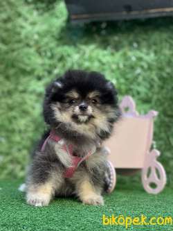 Blacktan Dişi Pomeranianboo 2