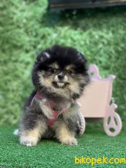 Blacktan Dişi Pomeranianboo 1