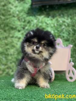 Blacktan Dişi Pomeranianboo 3