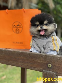 Blaxk And Tan Secereli Teddy Bear Pomeranian 1