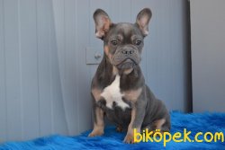 Blue And Tan  En Nadir Renk Bulldog Yavrumuz 1