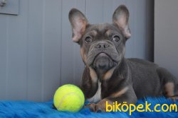 Blue And Tan  En Nadir Renk Bulldog Yavrumuz 2