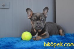 Blue And Tan  En Nadir Renk Bulldog Yavrumuz 3