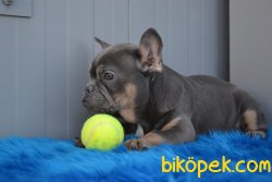 BLUE AND TAN FRENCH BULLDOG YAVRUMUZ 3