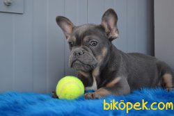 BLUE AND TAN FRENCH BULLDOG YAVRUMUZ 4