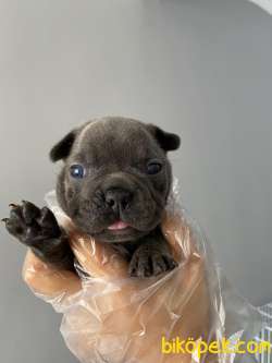 Blue Bluetan Egzotic French Bulldog Yavrular 2