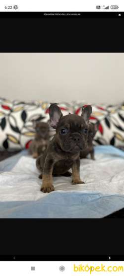 Blue Bluetan Egzotic French Bulldog Yavrular 1