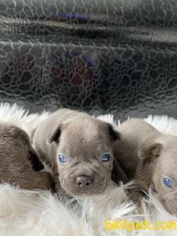 Blue Bluetan Egzotic French Bulldog Yavrular 4