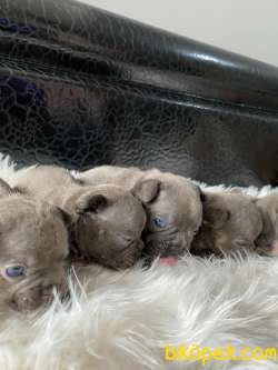 Blue Bluetan Egzotic French Bulldog Yavrular 5