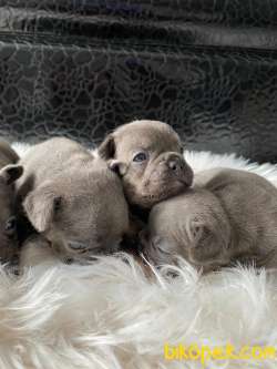 Blue Bluetan Egzotic French Bulldog Yavrular 3