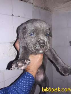 BLUE CANE CORSA YAVRULAR 1