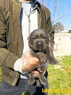 BLUE CANE CORSA YAVRULAR 2