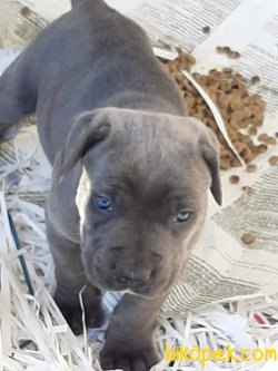 BLUE CANE CORSA YAVRULARI 1