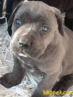BLUE CANE CORSA YAVRULARI 3
