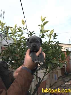 BLUE CANE CORSA YAVRULARI 2