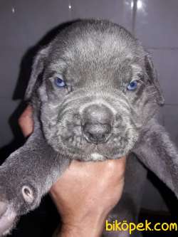 BLUE CANE CORSA YAVRULARI 4