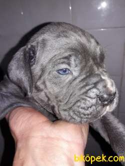 BLUE CANE CORSA YAVRULARI 5