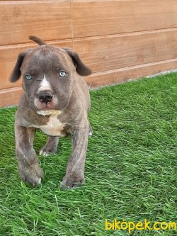 Blue CANE CORSA YAVRULARIMIZ 5