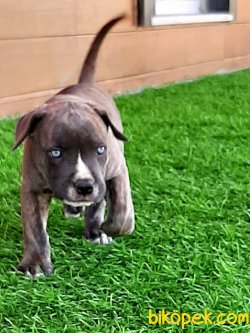 Blue CANE CORSA YAVRULARIMIZ 3