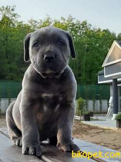 Blue CANE CORSA YAVRULARIMIZ 2