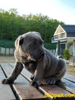 Blue CANE CORSA YAVRULARIMIZ 4