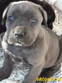 Blue CANE CORSA YAVRULARIMIZ 1