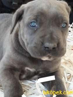 BLUE CANE CORSA YAVRULARIMIZ 2