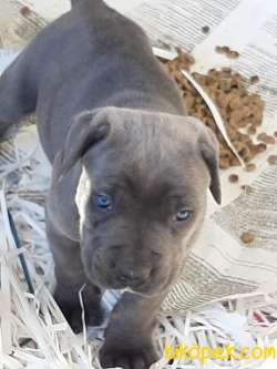 BLUE CANE CORSA YAVRULARIMIZ 3